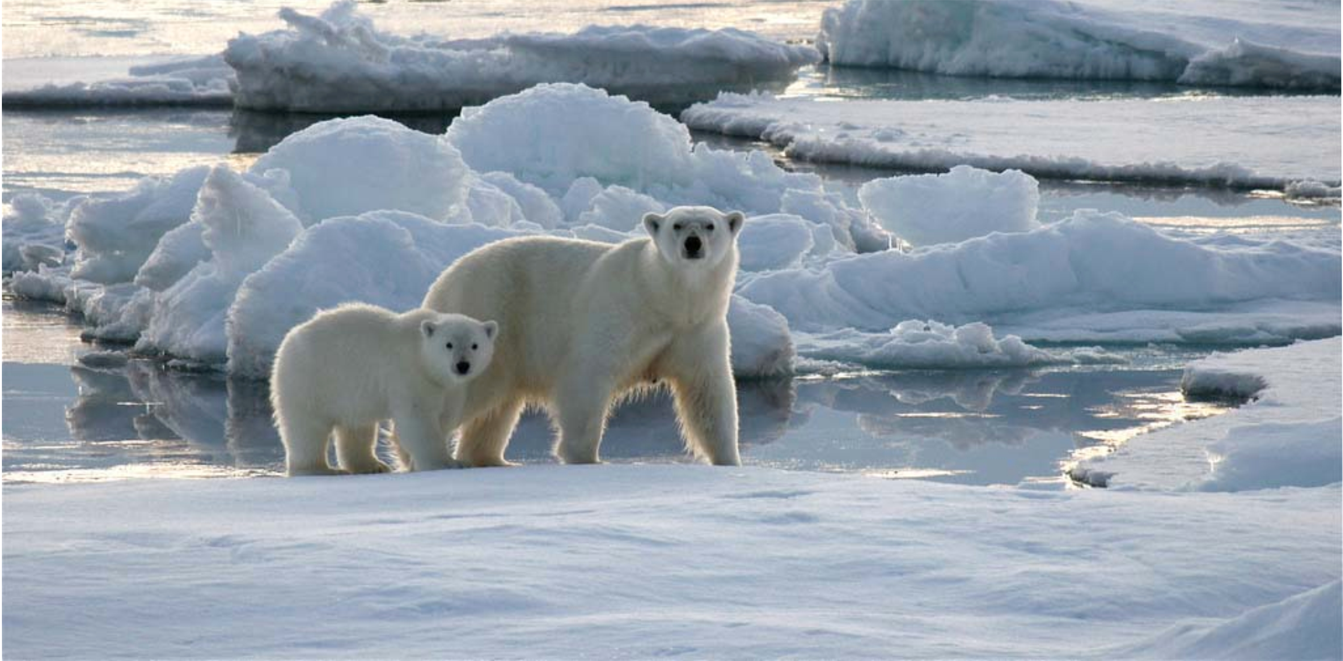 Северный ледовитый животный мир. Северный Ледовитый океан белый медведь. Северно Ледовитый океан море Лаптевых.